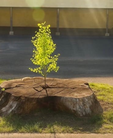 17745977921588954571