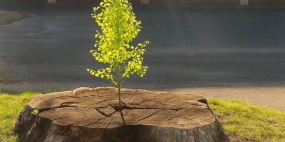 17745977921588954571