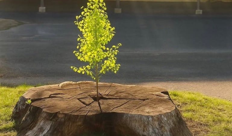 17745977921588954571